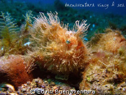 Hairy Relationship - found this couple hanging out in the... by Edvin Buenaventura 